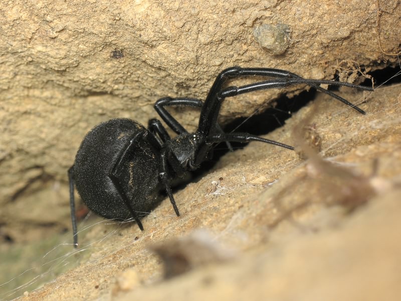 Latrodectus tredecimguttatus (Rossi, 1790)